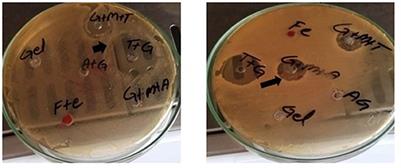 Modification of the drug resistance of emerging milk-borne pathogens through sodium alginate-based antibiotics and nanoparticles